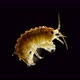 Amphipoda Brandtia Sp. Under the Microscope. Family Acanthogammaridae, Endemic Species, Inhabits - VideoHive Item for Sale