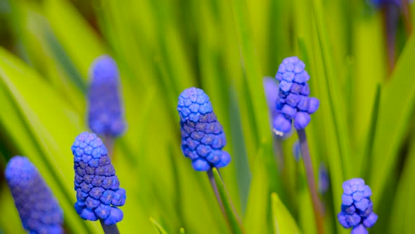 Muscari Armenian