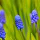 Muscari Armenian - VideoHive Item for Sale