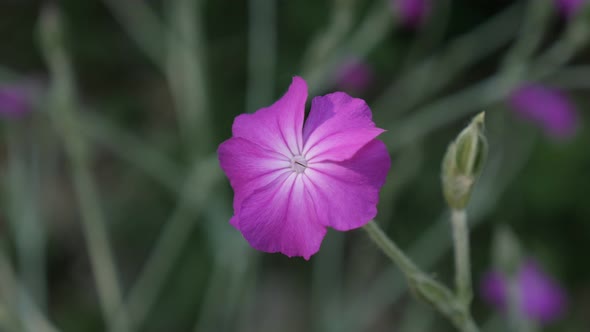 Rose Campion flower close-up 4K 2160p 30fps UltraHD footage - Shallow DOF pink Lychnis coronaria  pl