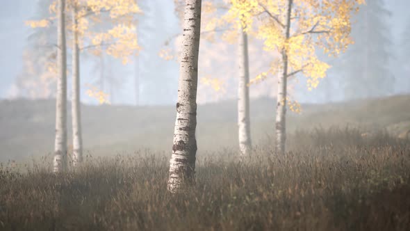 Unrise or Sunset in a Birch Forest with Rays of Sun Shining Through Tree Trunks