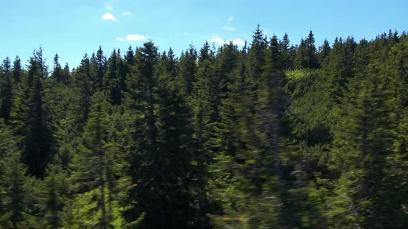 Forest with Trees in Sunny Summer Day - Aerial Moving Shot