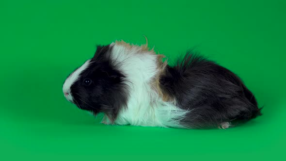 Fluffy Sheltie Guinea Pig at Green Background in Studio