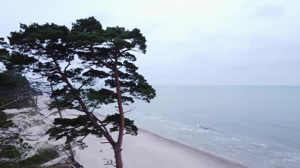 Aerial view of Baltic sea coastline at Bernati beach in Latvia, flying left near tight coastal pines