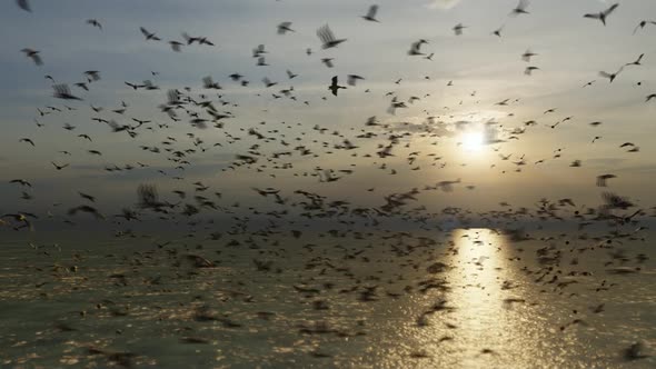 Sunset and Flock of Birds Flying Over the Sea