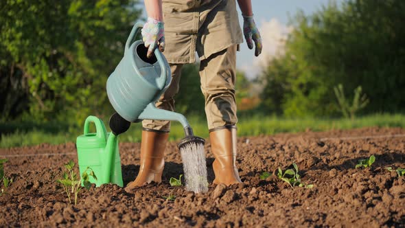 A Farmer Waters the Planted Seedlings From a Watering Can