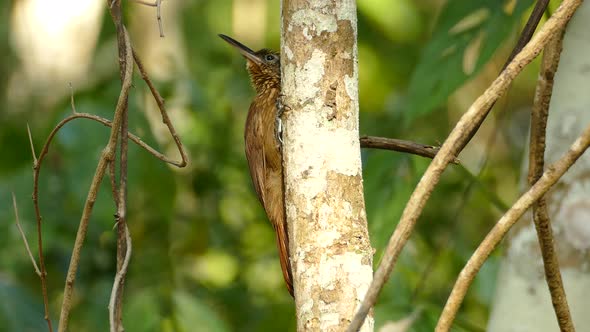 Bird with long beak on tree trunk. Close up