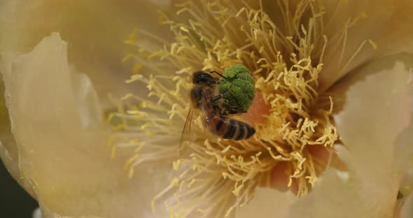 A bee foraging a Opuntia ficus-indica flower.