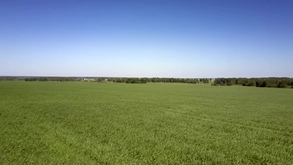 Wide Green Field and Distant Trees Against Clear Blue Sky