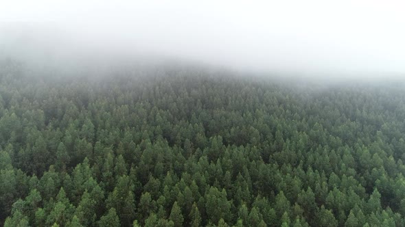 Aerial View of Foggy in the Morning Forest. Natural Background