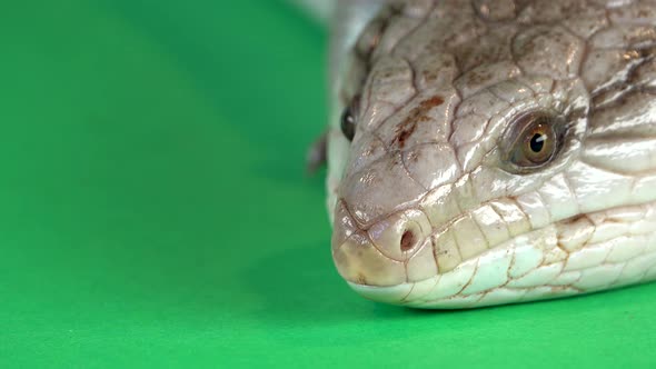 Blue-tongued Lizard Showing His Blue Tongue at Green Background Screen. Extreme Macro Shot, Close Up