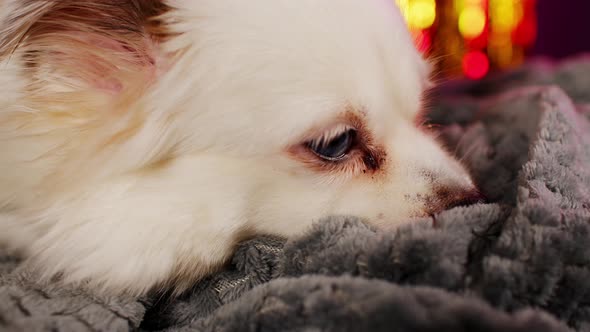 Portrait of Fluffy White Dog Lying on Warm Blanket