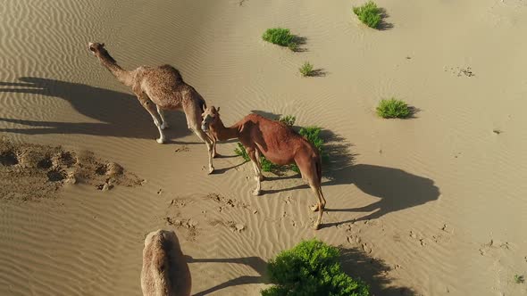 Aerial view of a group of camels in the desert curious with drone, U.A.E.