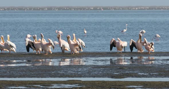 pelican colony in Walvis bay, Namibia wildlife