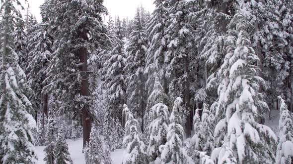 Moving Past Snowy Woods