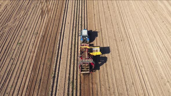 Farm Tractor Combine Harvester Collecting Ripe Potatoes From Agricultural Field