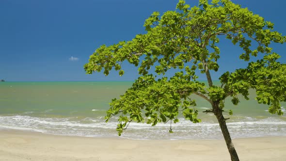Aerial, A Tree And A View On Tropical Clifton Beach In Cairns, Queensland