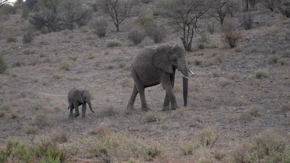 Herd of elephants in a natural park in Kenya