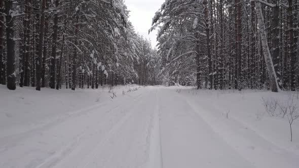 Snow Ski Trail In Winter Forest