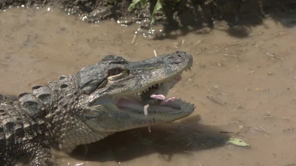 Alligator eating a rat slow motion - splashing in the water