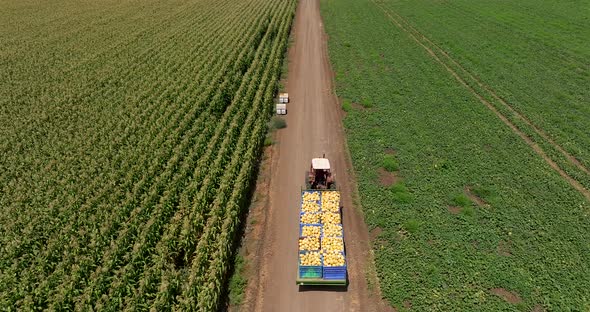 Tractor transporting pallets of fresh picked Melons.