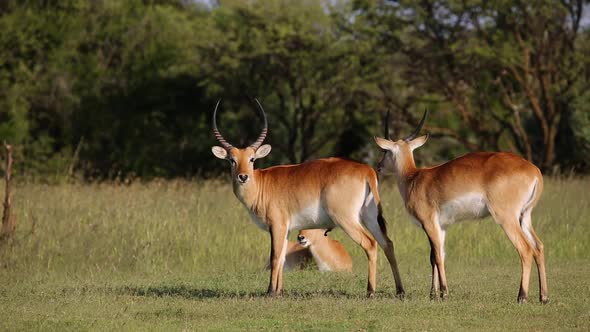 Playful Red Lechwe Antelopes