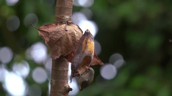 an orange bellied flowerpecker bird eating a ripe banana