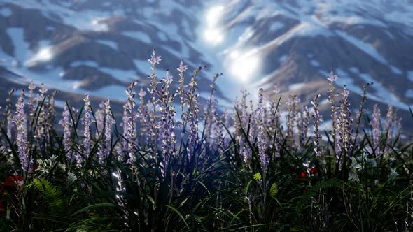 Lavender Field with Blue Sky and Mountain Cover with Snow