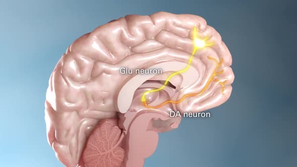neuron activities in the brain