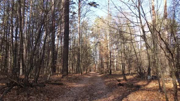 Trees in the Autumn Forest in the Afternoon