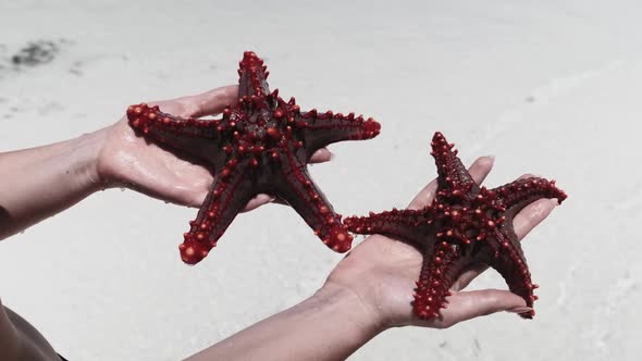 Woman Hands Holds Two Red Starfish Over Transparent Ocean Water on White Beach