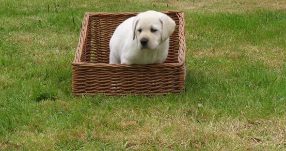 Yellow Labrador Retriever, Puppy Playing in a Basket, Normandy in France, Slow Motion 4K