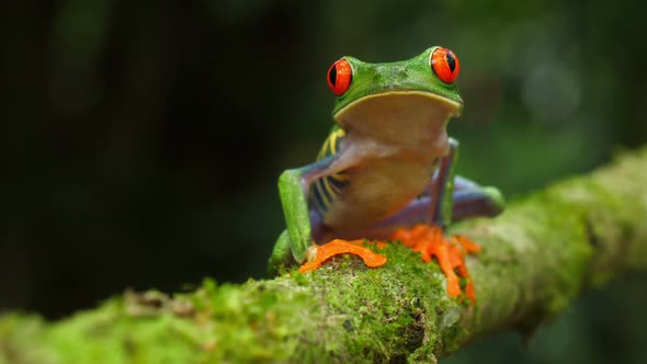 Red-eyed Tree Frog in its Natural Habitat in the Caribbean Rainforest