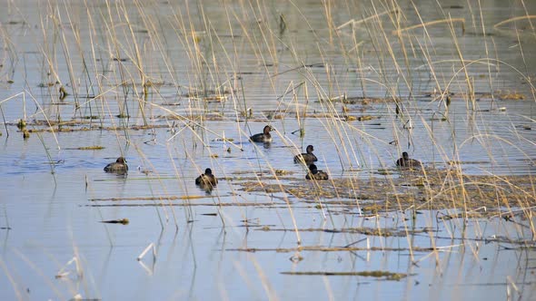 Wildlife Birds Floating in the Lake