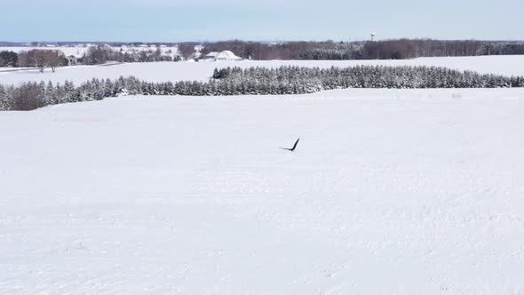 bald eagle flying on sunny winter day aerial