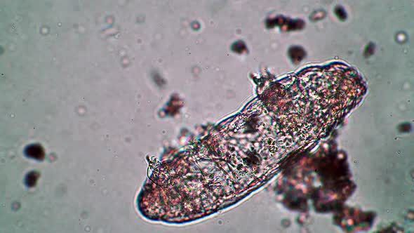 Big Tardigrade Animal is Dormant or Dead in Water Close Up Under a Microscope