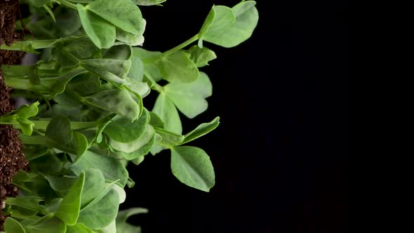 Growing Plants in Spring Time Lapse Sprouts Germination Newborn Pea Microgreen in Black Background