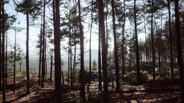 Pine Forest on the Mountainside