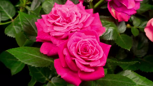 Time Lapse of Opening Pink Rose Flower