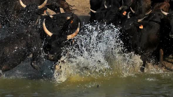 Camargue bulls, Bos taurus, Petite Camargue, Gard, France.