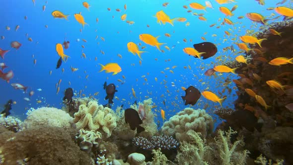 Tropical Fish Corals Reef