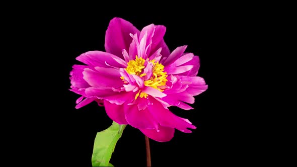 Time Lapse of Beautiful Pink Peony Flower Blooming