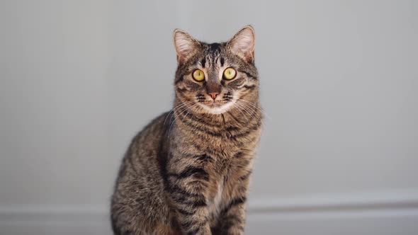 Close Up of Tabby Cat Portrait at Home on Sunny Day