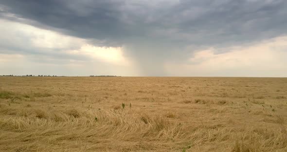 Aerial Motion Above Wide Yellow Wheat Field Under Cloudy Sky