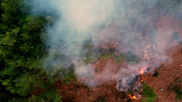 Forest Wildfires