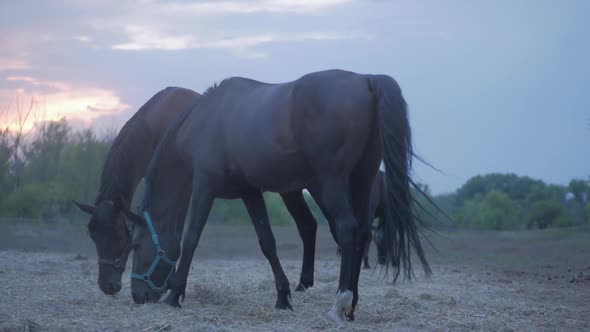 Beautiful Thoroughbred Horses Graze in the Meadow, Eat Grass. Animal Care