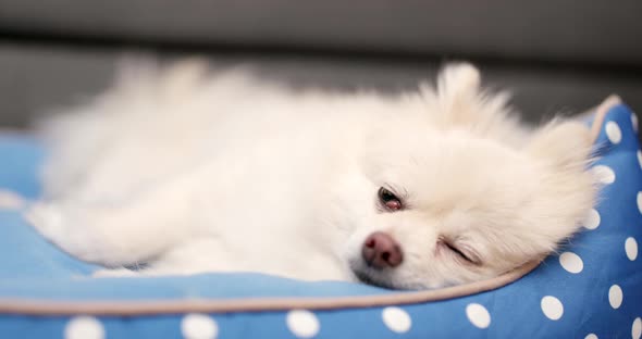 Pomeranian dog sleep on bed at home