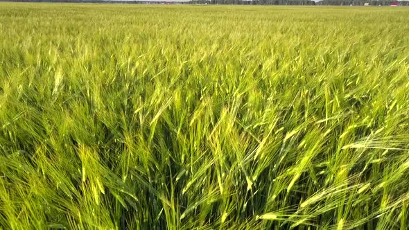 Pictorial Wheat Field with Bright Stems Against Dense Forest