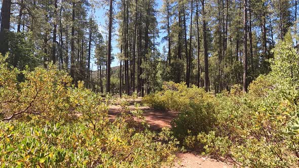 Walking through a forest in Arizona with dry bushes.