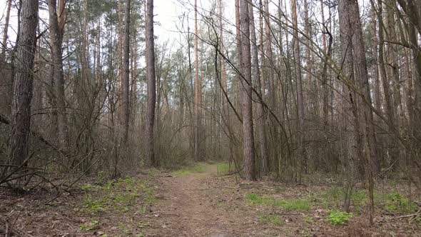 Road in the Forest During the Day Slow Motion